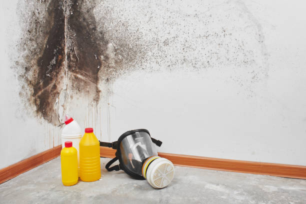 Best Crawl Space Mold Remediation in Benson, NC