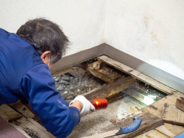 Best DIY Mold Remediation Support Services in Benson, NC