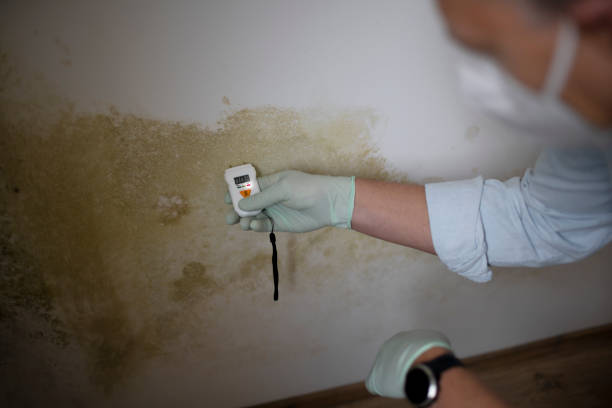 Best White Mold Remediation in Benson, NC