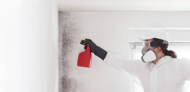 Best Kitchen Mold Remediation in Benson, NC