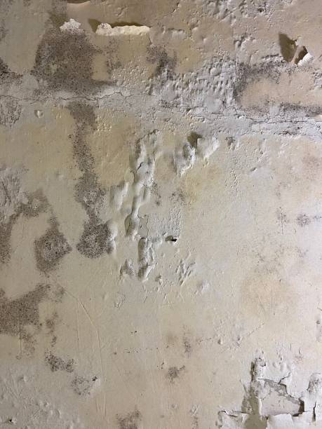 Best Health and Safety Mold Remediation in Benson, NC