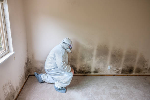 Best Post-Flood Mold Remediation in Benson, NC