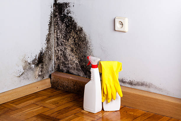 Benson, NC Mold Remediation Company