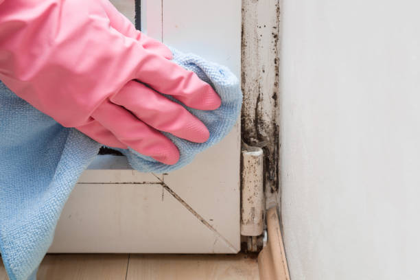 Best Bathroom Mold Remediation in Benson, NC